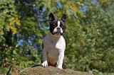 BOULEDOGUE FRANCAIS 557
